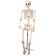 Décoration squelette 160cm
