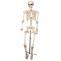 Décoration squelette 155cm sur pied